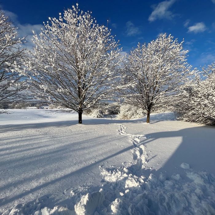Snow covered trees and field in winter
