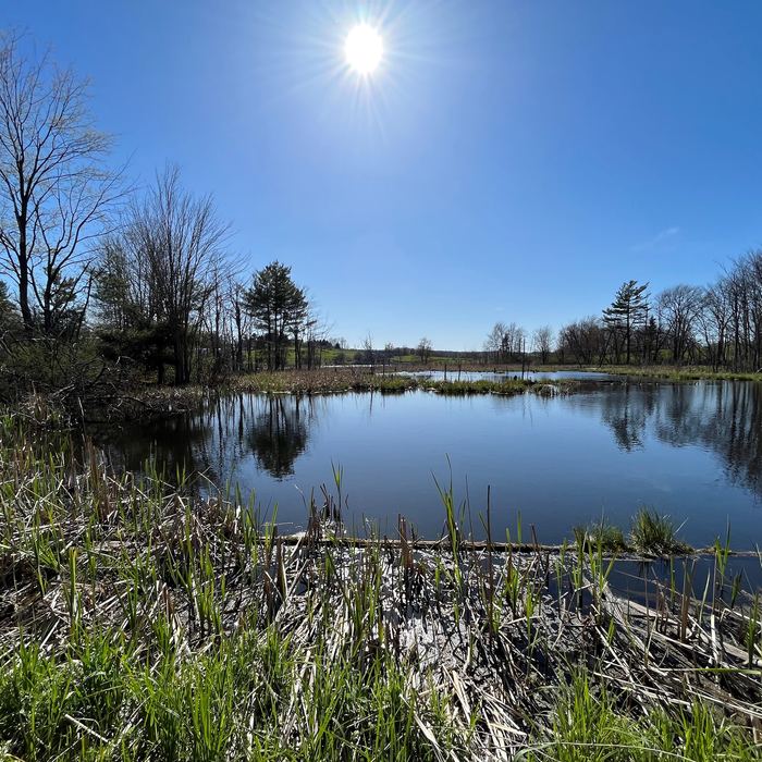 Sun over the pond seen through bare trees