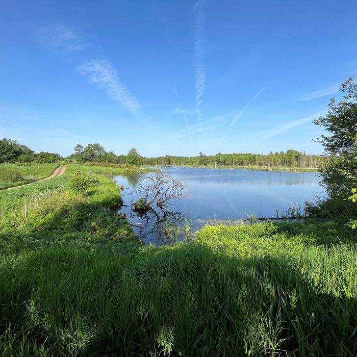 Pond edged by tall green grass in early summer