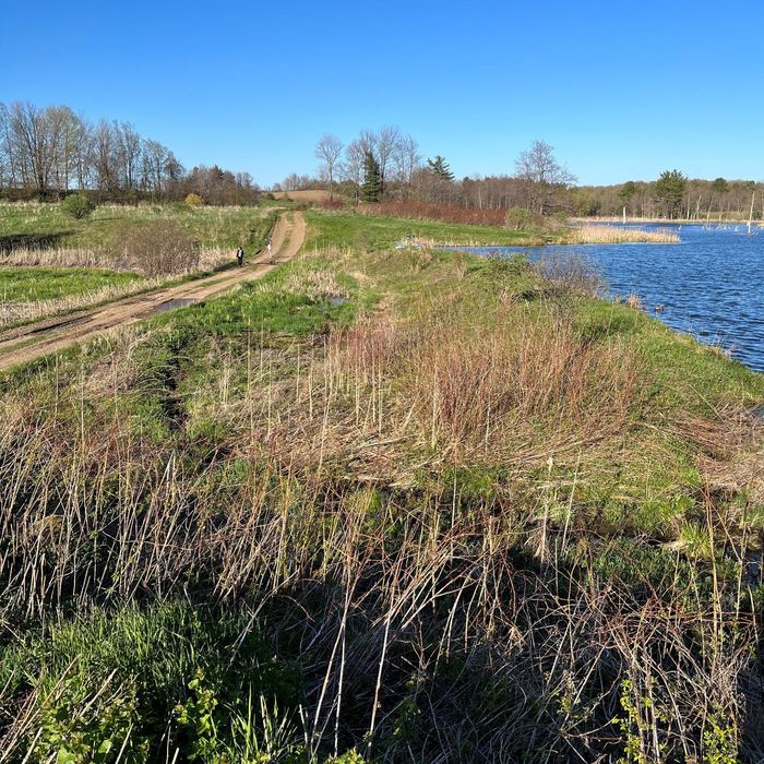 Marshy shoreline of the pond