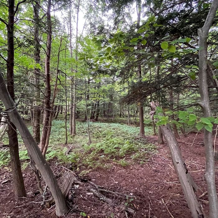 Trail through the woods in spring